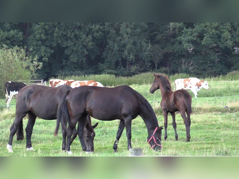 Oldenburger Merrie 1 Jaar Donkerbruin in Cloppenburg