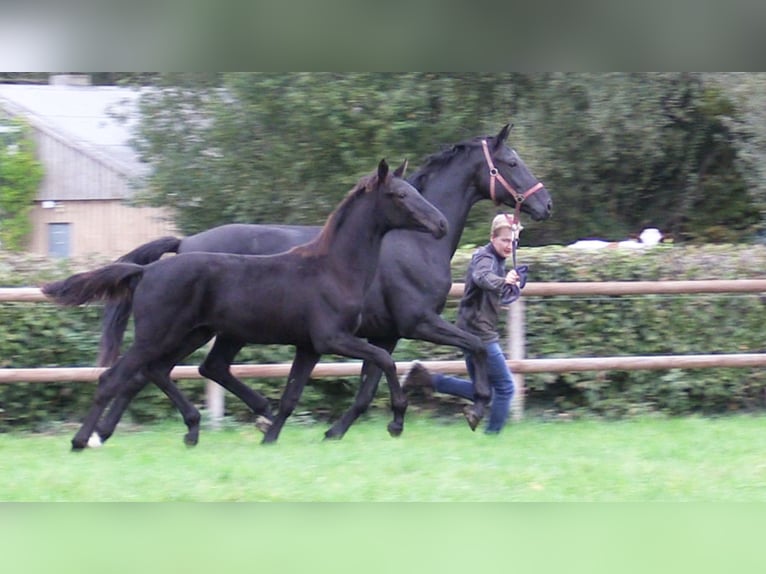 Oldenburger Merrie 1 Jaar Donkerbruin in Cloppenburg