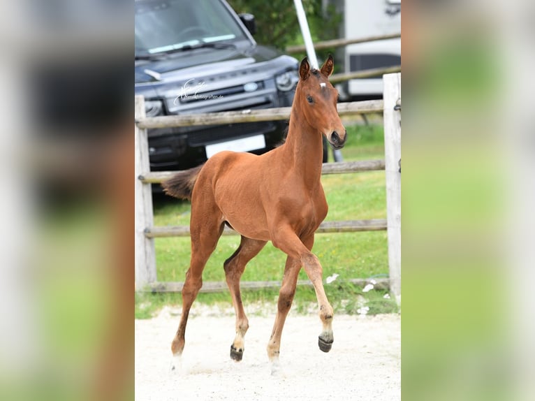 Oldenburger Merrie 1 Jaar Donkerbruin in Helferskirchen