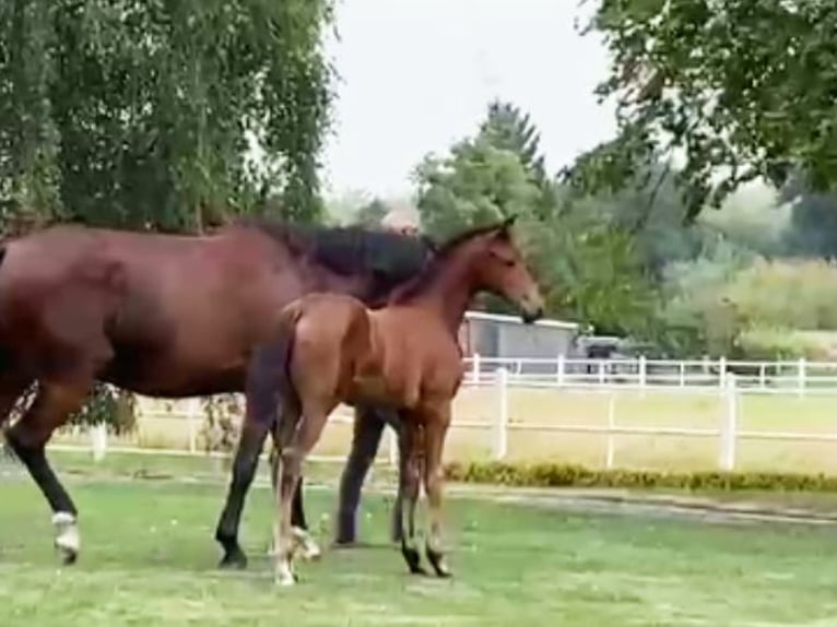 Oldenburger Merrie 1 Jaar Donkerbruin in Lucka