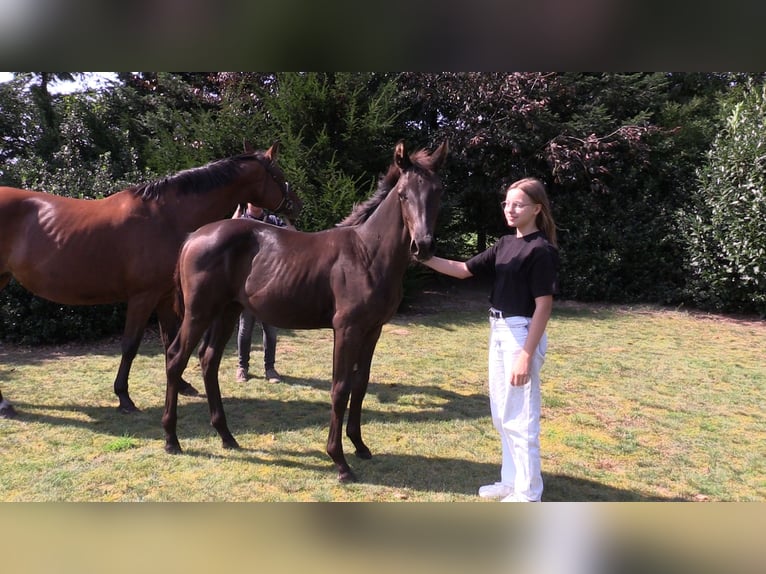 Oldenburger Merrie 1 Jaar Donkerbruin in Vrees