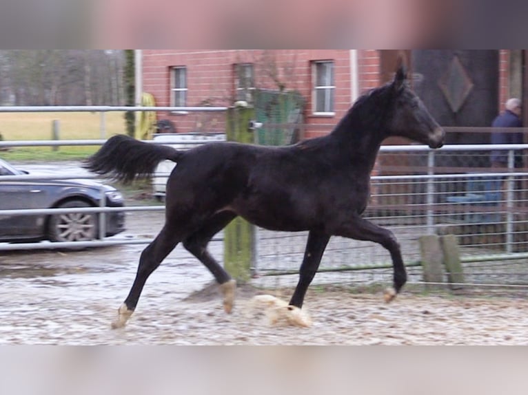 Oldenburger Merrie 1 Jaar Donkerbruin in Wardenburg