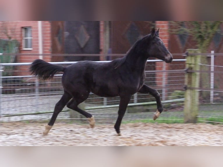 Oldenburger Merrie 1 Jaar Donkerbruin in Wardenburg