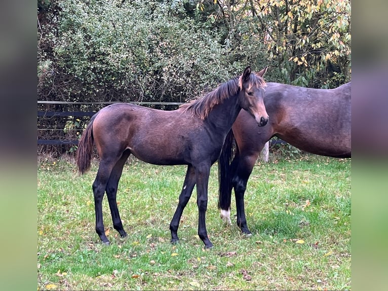 Oldenburger Merrie 1 Jaar Donkerbruin in Werlte