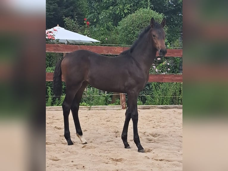 Oldenburger Merrie 1 Jaar Donkerbruin in Neustadt in Holstein / Altenkrempe