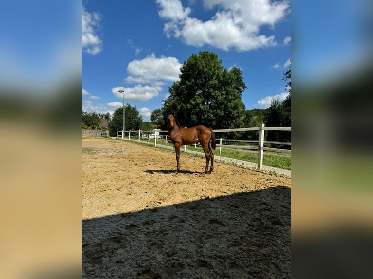 Oldenburger Merrie 1 Jaar Donkerbruin in Blieskastel