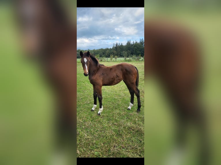 Oldenburger Merrie 1 Jaar Donkerbruin in Garrel