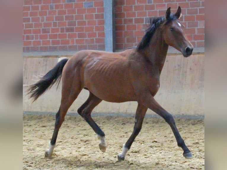 Oldenburger Merrie 1 Jaar in Dorsten