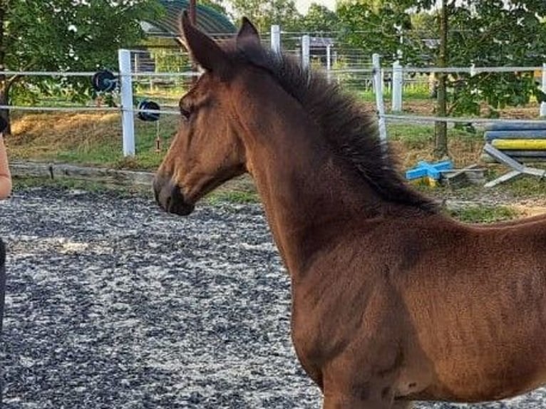 Oldenburger Merrie 1 Jaar in Hankensbüttel