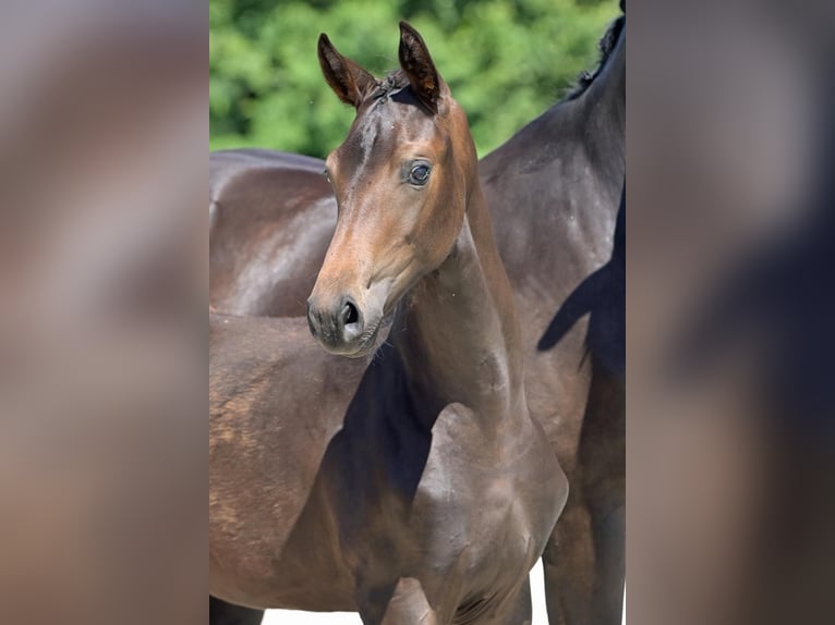 Oldenburger Merrie 1 Jaar in Helferskirchen