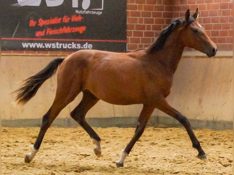 Oldenburger Merrie 1 Jaar in Dorsten
