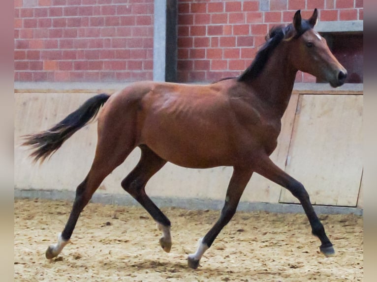 Oldenburger Merrie 1 Jaar in Dorsten
