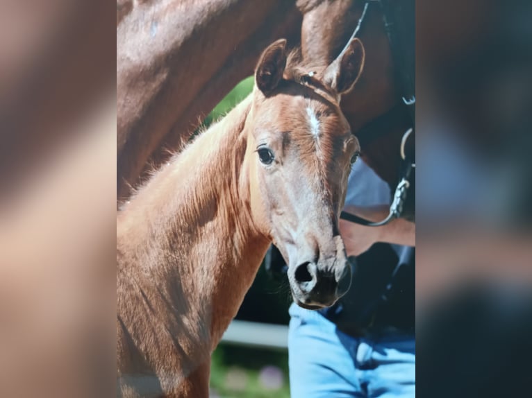 Oldenburger Merrie 1 Jaar kan schimmel zijn in Nidda