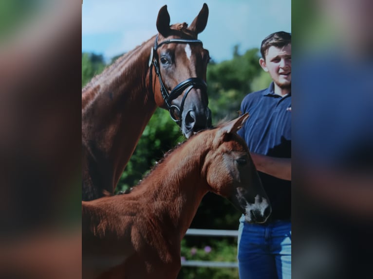 Oldenburger Merrie 1 Jaar kan schimmel zijn in Nidda