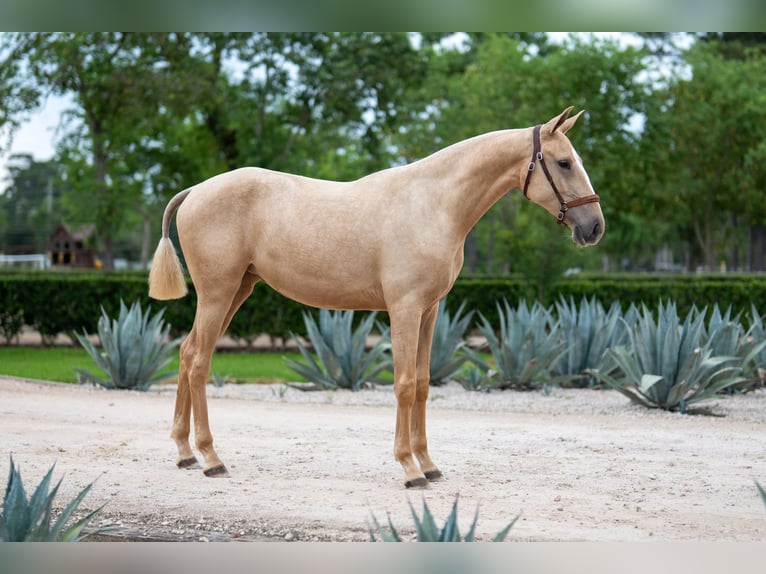Oldenburger Merrie 1 Jaar Palomino in Magnolia