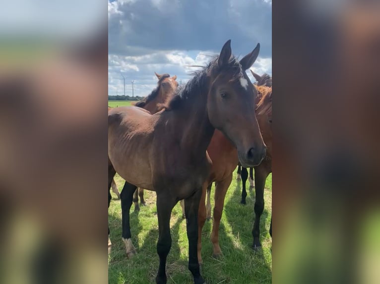 Oldenburger Merrie 1 Jaar in Neuss