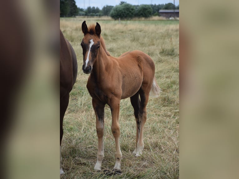 Oldenburger Merrie 1 Jaar Vos in breendonk