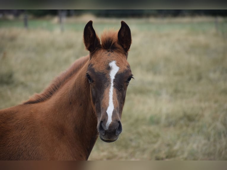 Oldenburger Merrie 1 Jaar Vos in breendonk