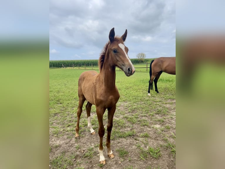 Oldenburger Merrie 1 Jaar Vos in Lastrup