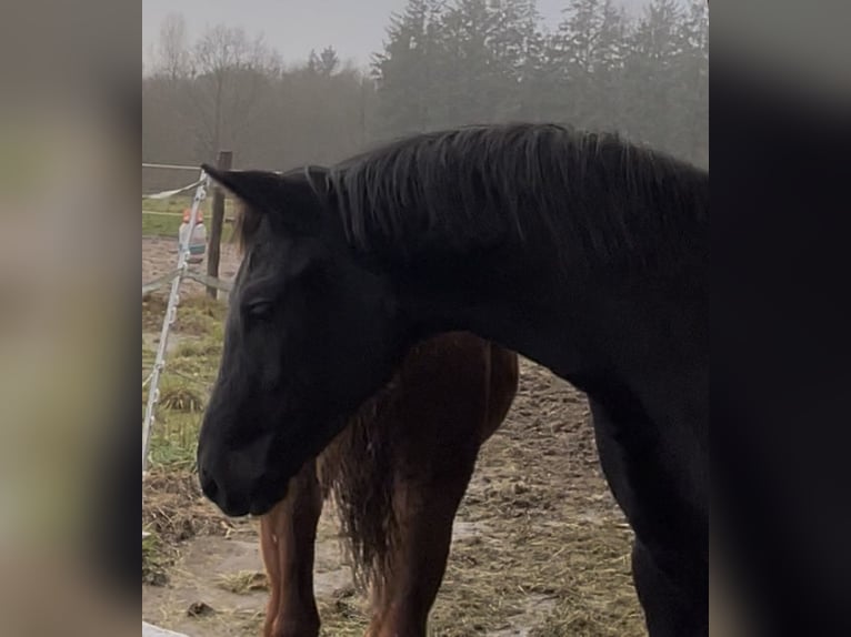 Oldenburger Merrie 1 Jaar Zwart in Breklum