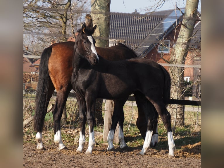 Oldenburger Merrie 1 Jaar Zwart in Bramsche