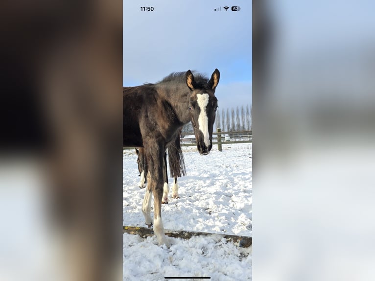 Oldenburger Merrie 1 Jaar Zwart in Bramsche