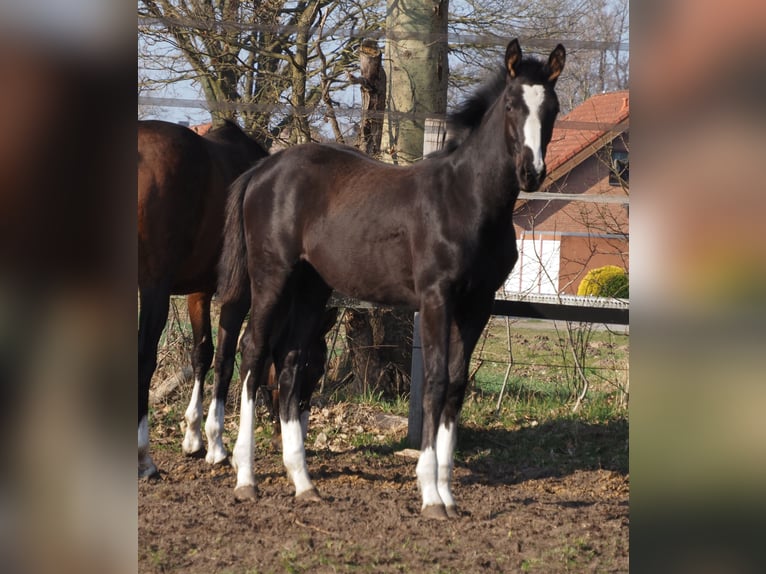 Oldenburger Merrie 1 Jaar Zwart in Bramsche