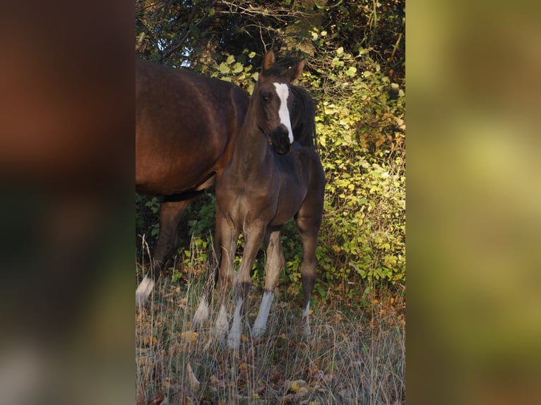 Oldenburger Merrie 1 Jaar Zwart in Bramsche