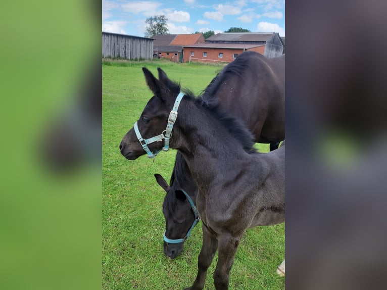 Oldenburger Merrie 1 Jaar Zwart in Ganderkesee