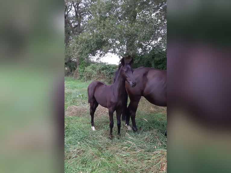 Oldenburger Merrie 1 Jaar Zwart in Ganderkesee