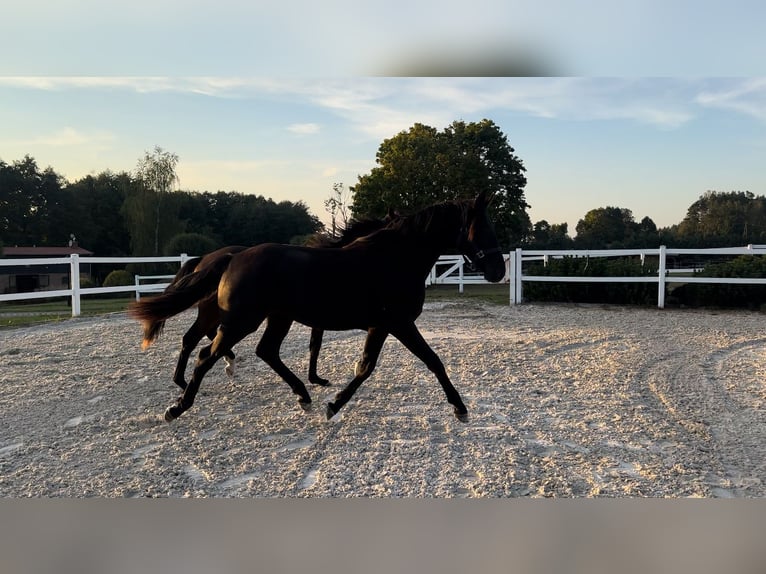 Oldenburger Merrie 1 Jaar Zwart in Niezabyszewo