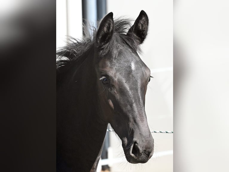 Oldenburger Merrie 1 Jaar Zwart in Rennerod