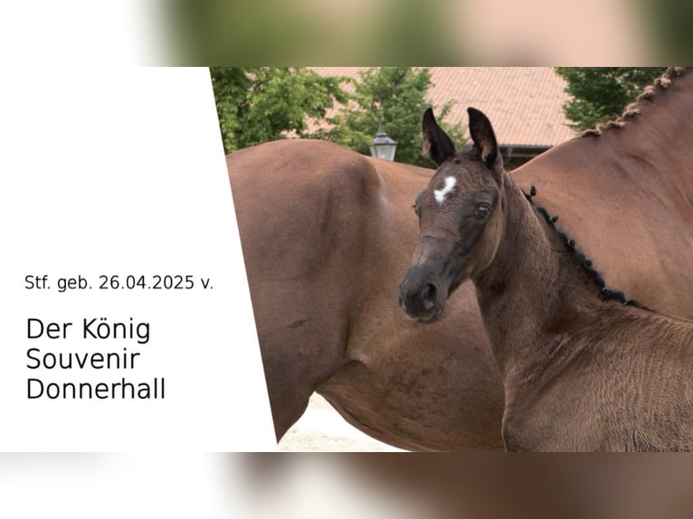 Oldenburger Merrie 1 Jaar Zwartbruin in Travenhorst