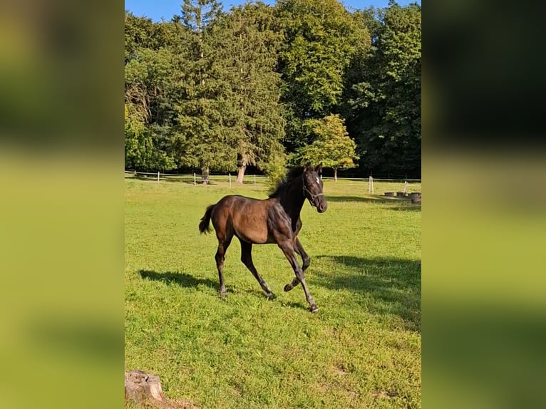 Oldenburger Merrie 1 Jaar Zwartbruin in Travenhorst