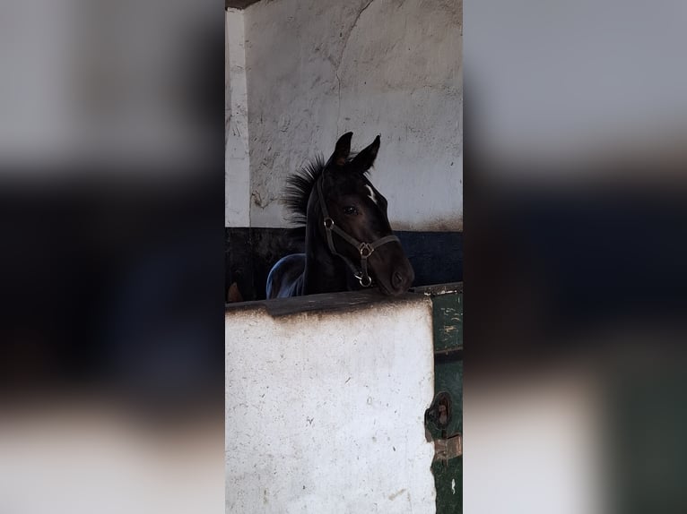 Oldenburger Merrie 1 Jaar Zwartbruin in Travenhorst