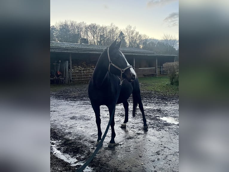 Oldenburger Merrie 20 Jaar 163 cm Zwartbruin in Warnow