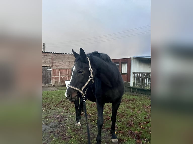 Oldenburger Merrie 20 Jaar 163 cm Zwartbruin in Warnow