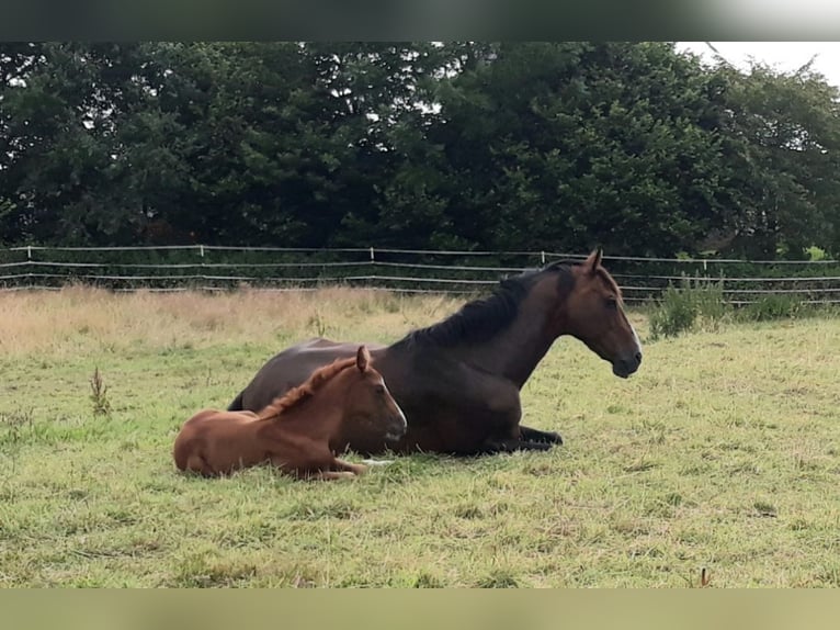 Oldenburger Merrie 20 Jaar 164 cm Bruin in Satrup