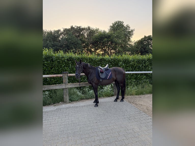 Oldenburger Merrie 20 Jaar 164 cm Zwart in Overath