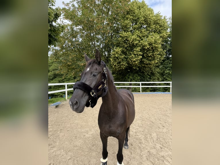 Oldenburger Merrie 20 Jaar 164 cm Zwart in Overath