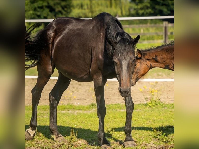 Oldenburger Merrie 20 Jaar 165 cm Zwart in Zoutleeuw