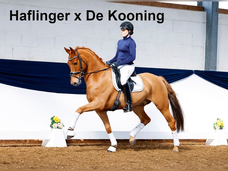 Oldenburger Merrie 20 Jaar 166 cm Zwart in Bramsche