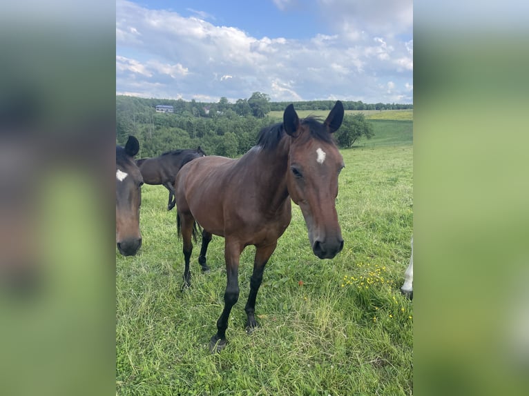 Oldenburger Merrie 20 Jaar 167 cm Bruin in Meinerzhagen