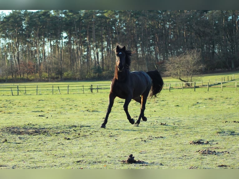 Oldenburger Merrie 20 Jaar 168 cm Zwartbruin in Hamburg