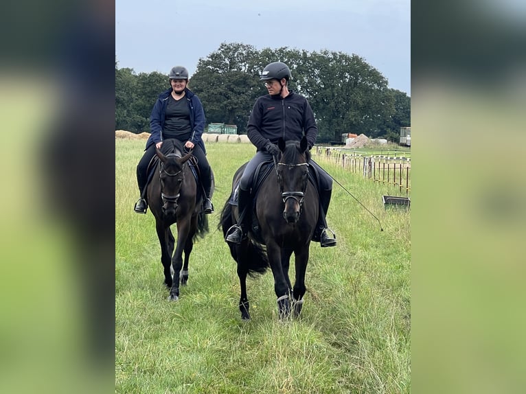Oldenburger Merrie 20 Jaar 168 cm Zwartbruin in Hamburg