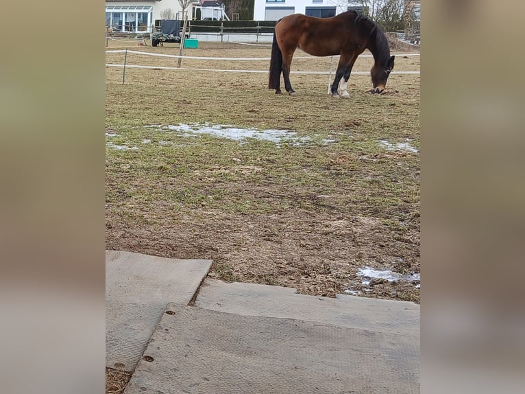 Oldenburger Merrie 20 Jaar 176 cm Bruin in Bad Schussenried