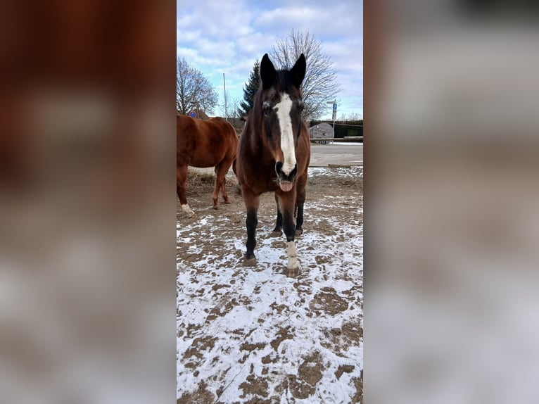 Oldenburger Merrie 20 Jaar 176 cm Bruin in Bad Schussenried