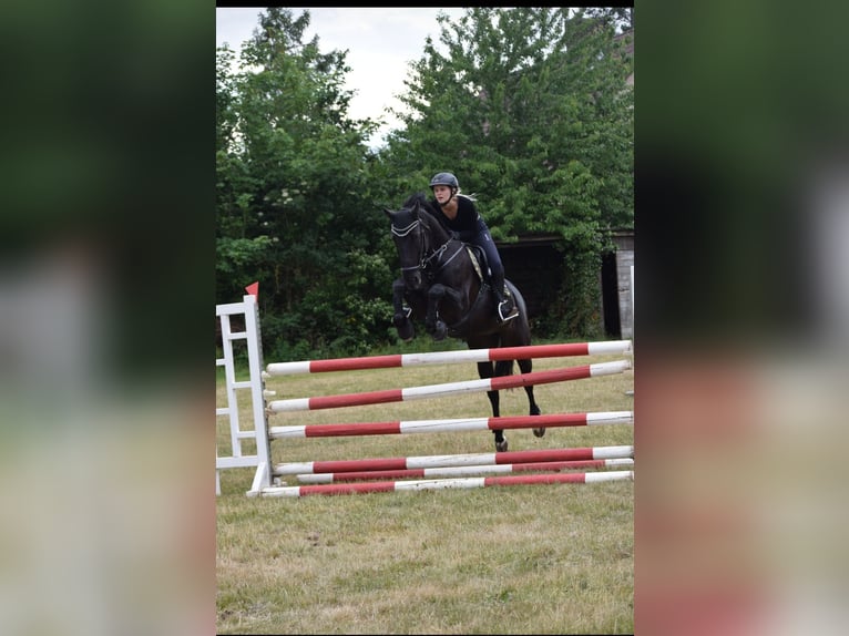 Oldenburger Merrie 21 Jaar 164 cm Zwart in Leese