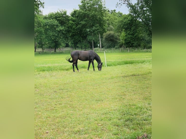 Oldenburger Merrie 21 Jaar 164 cm Zwart in Leese