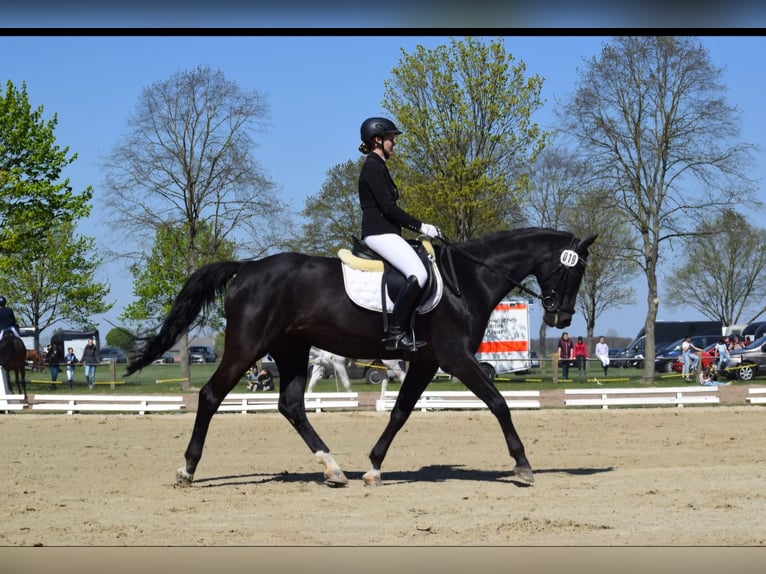 Oldenburger Merrie 21 Jaar 164 cm Zwart in Leese